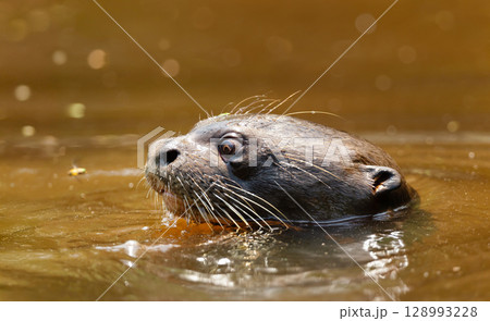 Giant otter swimming in a river in the Pantanal, Brazil Giant otter swimming in a river in the Pantanal, Brazil 128993228