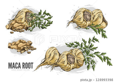 Macas root in brown peel with leaves, supplement tablet and powder product sketch vector set, hand drawn tuber superfood 128993398