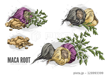 Maca root with leaves, supplement tablets and powder product sketch vector set, hand drawn Maca Peruvian tuber superfood 128993399