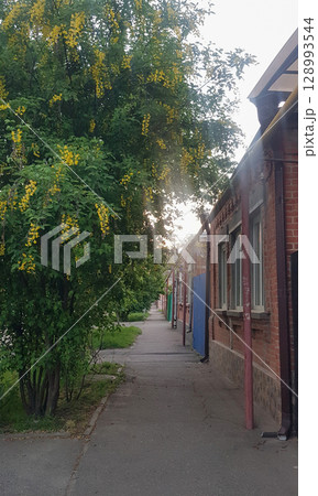 Golden Chain Tree in Bloom Along a Sidewalk with Old Brick Building 128993544