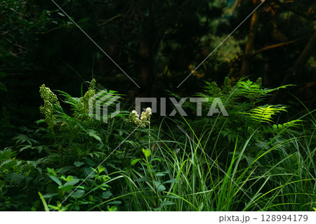 Ferns and wild flowers in the forest, closeup of photo 128994179