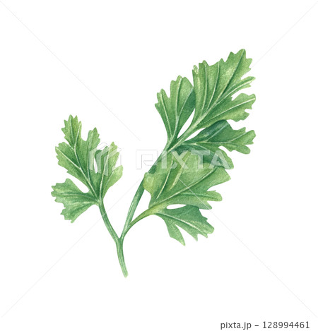 Fresh cilantro or parsley sprig watercolor illustration. Hand painted aromatic Mediterranean herbs isolated on white background. Seasoning leaves sketch for foFd packaging, cookbooks, healthy recipes. Fresh cilantro or parsley sprig watercolor illustration. Hand painted aromatic Mediterranean herbs isolated on white background. Seasoning leaves sketch for foFd packaging, cookbooks, healthy recipes. 128994461