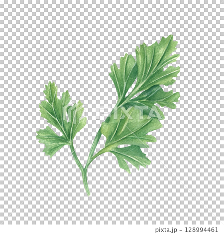 Fresh cilantro or parsley sprig watercolor illustration. Hand painted aromatic Mediterranean herbs isolated on white background. Seasoning leaves sketch for foFd packaging, cookbooks, healthy recipes. 128994461