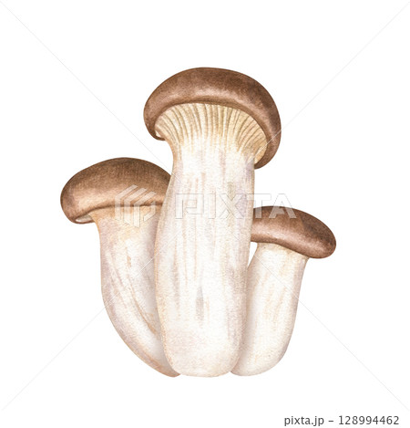 King oyster mushroom eryngii watercolor illustration isolated on white. Hand painted Asian eringii ingredient for ramen and udon recipes. Vegan and vegetarian healthy food, organic product. 128994462