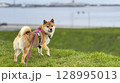 Adorable red Shiba Inu dog happily walking on lush green gras 128995013
