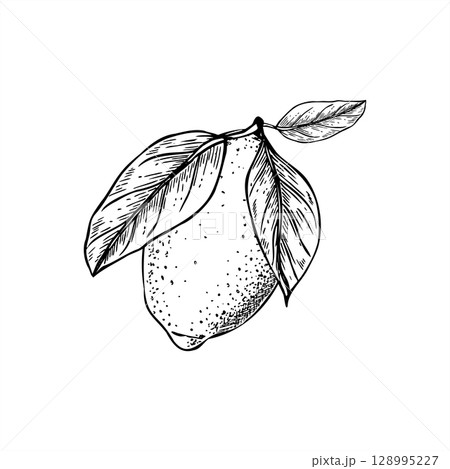 monochrome fresh lemon on branch with leaves vector isolated illustration. Citrus fruit realistic graphic sketch for organic food packaging, beverage labels, cafe menus and natural cosmetic. monochrome fresh lemon on branch with leaves vector isolated illustration. Citrus fruit realistic graphic sketch for organic food packaging, beverage labels, cafe menus and natural cosmetic. 128995227