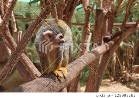 Squirrel Monkey Balancing on Tree Branch in Natural Habitat 128995263