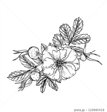 Blooming rosehip flower, berries and leaves vector isolated illustration painted by black inks. Wild healthy plant graphic sketch for herbal medicine packaging, organic cosmetic decor, cooking recipe. 128995418