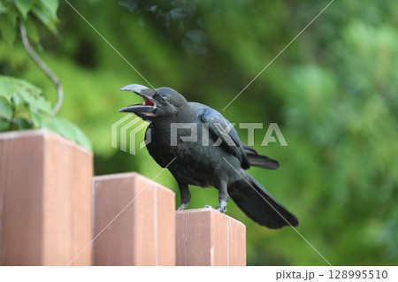 ハシブトガラス 128995510