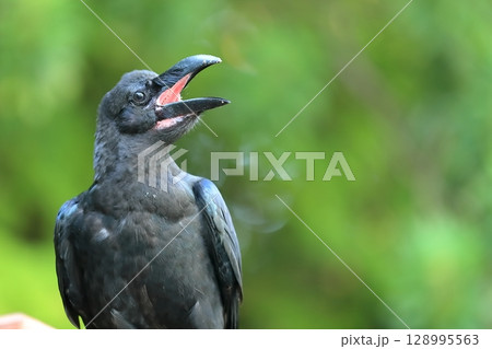 ハシブトガラス ハシブトガラス 128995563