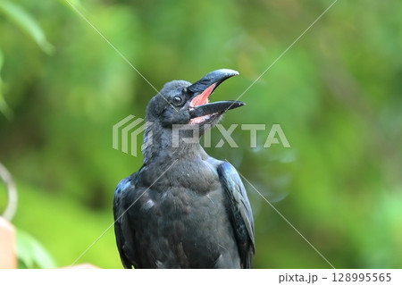 ハシブトガラス 128995565