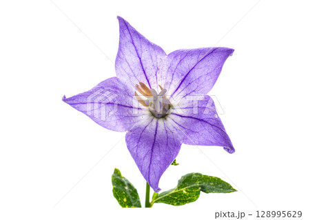 Lilac bellflower with stamens and pistil macro photography in the studio Lilac bellflower with stamens and pistil macro photography in the studio 128995629
