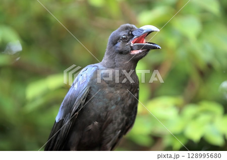 ハシブトガラス 128995680