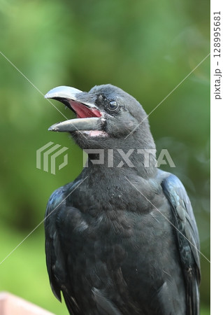 ハシブトガラス 128995681