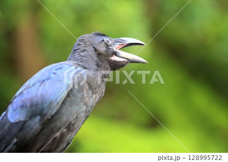 ハシブトガラス 128995722