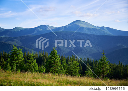 Beautiful view of lush, green mountains under clear blue sky. In foreground, vibrant green pine trees stand tall on grassy meadow, with dense forest and mountain ridges creating stunning backdrop. 128996366