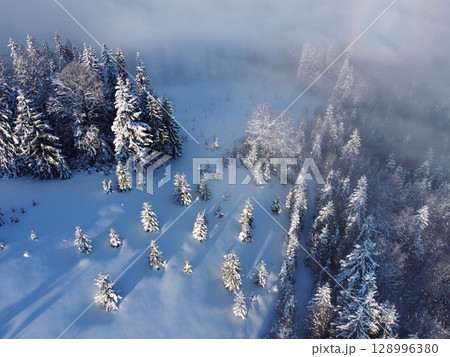 Aerial view of snow-covered forest with tall, frosted trees casting long shadows on pristine white ground. Mist partially obscures background, adding mystical atmosphere to winter landscape. 128996380