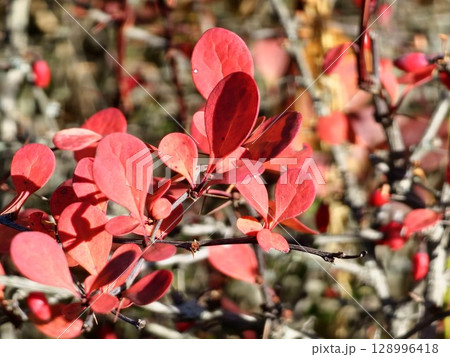 Berberis thunbergii, Japanese burberry, Thunberg's burberry, or red burberry, is a flowering plant in the burberry family Berberidaceae, native to Japan and East Asia. Berberis thunbergii, Japanese burberry, Thunberg's burberry, or red burberry, is a flowering plant in the burberry family Berberidaceae, native to Japan and East Asia. 128996418