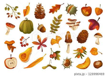Vector autumn or fall nature elements. Set of seasonal fruit and vegetable, mushroom and leaves, berry and fungi. Edible apple, pumpkin plant. Oyster and pine cone, fly agaric, acacia, maple, ginkgo. 128996469