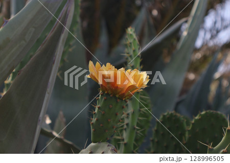 Close-Up of Orange Cactus Flower Blooming in Desert Environment Close-Up of Orange Cactus Flower Blooming in Desert Environment 128996505