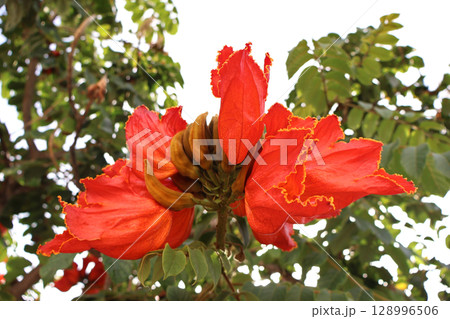Vivid Red African Tulip Blooms with Tropical Greenery in Full Sunlight Vivid Red African Tulip Blooms with Tropical Greenery in Full Sunlight 128996506