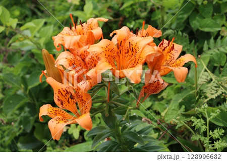 夏場の種差海岸の渚を彩るスカシユリ 128996682