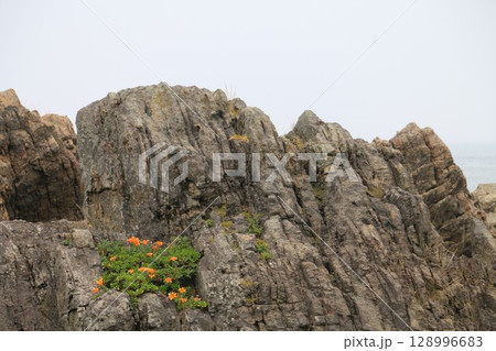 種差海岸の岩場にしっかり根付くスカシユリ 種差海岸の岩場にしっかり根付くスカシユリ 128996683