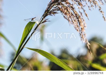 Close-up of Plants Growing Directly Over a Pond 128996744