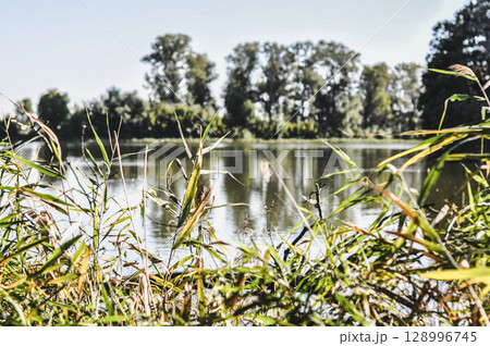 Close-up of Plants Growing Directly Over a Pond 128996745