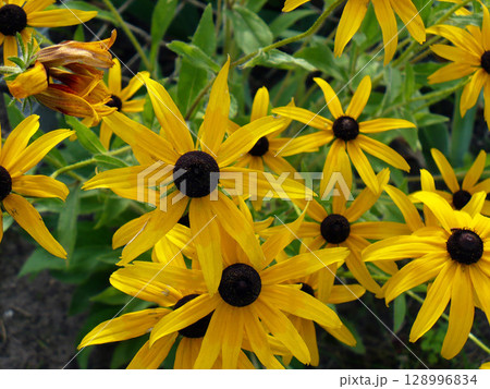 yellow flower in the garden green leaves close up yellow flower in the garden green leaves close up 128996834