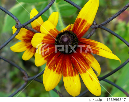 one yellow and orange flower in the garden green leaves close up one yellow and orange flower in the garden green leaves close up 128996847
