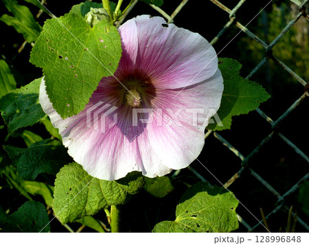 purple pastel pink hollyhock fmallow malva flower at garden green leaves purple pastel pink hollyhock fmallow malva flower at garden green leaves 128996848