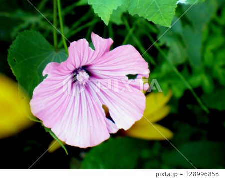 purple pastel pink hollyhock fmallow malva flower at garden green leaves purple pastel pink hollyhock fmallow malva flower at garden green leaves 128996853
