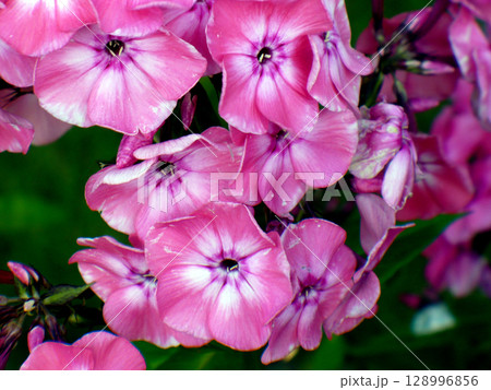 purple phlox flower violet pink many in garden purple phlox flower violet pink many in garden 128996856