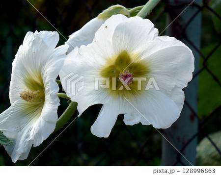 two white hollyhock fmallow malva flower flowers at garden green leaves two white hollyhock fmallow malva flower flowers at garden green leaves 128996863