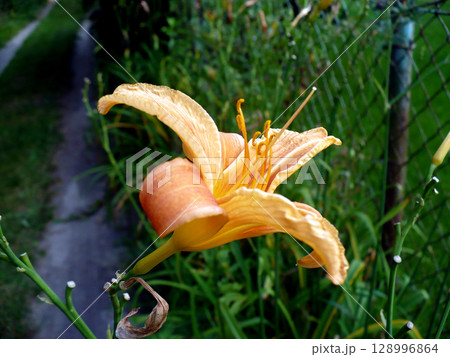 one beautiful yellow lily flower on green background facing right one beautiful yellow lily flower on green background facing right 128996864