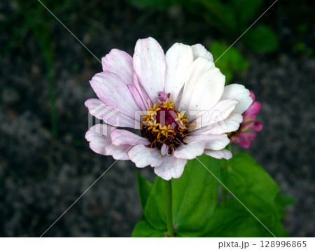 single purple zinnia flower beautiful 128996865