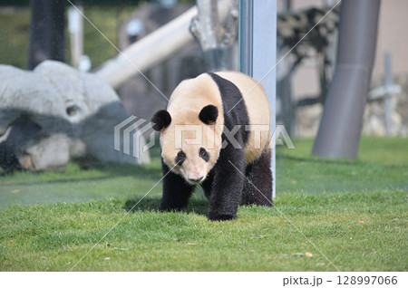 お散歩中の幸浜 お散歩中の幸浜 128997066