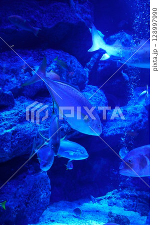 8101　アクアリウム　小笠原の海 128997990