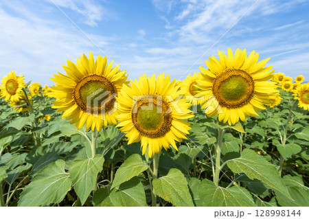 満開のひまわり　宮城県山元町のひまわり畑（2025やまもとひまわり祭り）　宮城県山元町 128998144