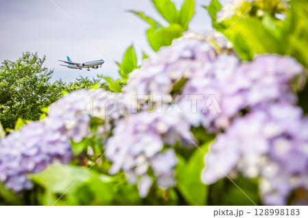 モヒカンジェットB767と紫陽花のコラボ 128998183