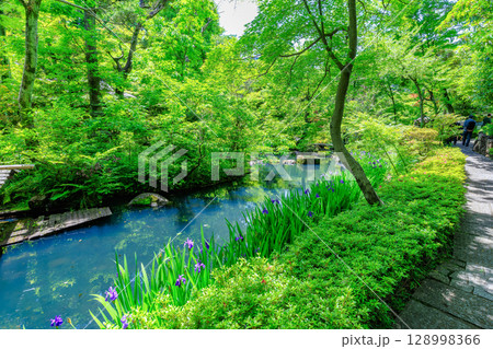 東京　港区 南青山　新緑がきれいな根津美術館の庭園 128998366