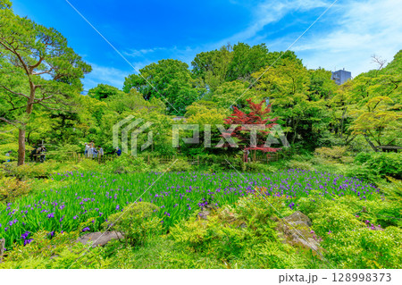 東京 港区 南青山 新緑がきれいな根津美術館の庭園 東京 港区 南青山 新緑がきれいな根津美術館の庭園 128998373