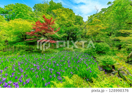 東京　港区 南青山　新緑がきれいな根津美術館の庭園 128998376