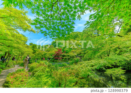 東京 港区 南青山 新緑がきれいな根津美術館の庭園 東京 港区 南青山 新緑がきれいな根津美術館の庭園 128998379