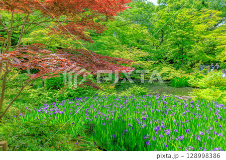 東京　港区 南青山　新緑がきれいな根津美術館の庭園 128998386