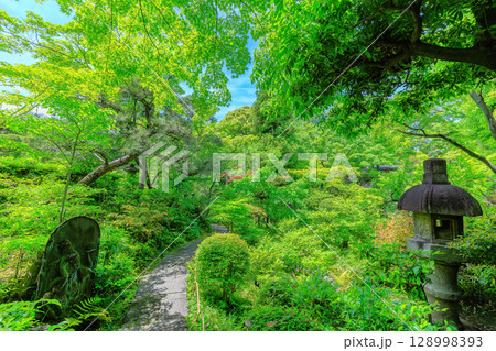 東京 港区 南青山 新緑がきれいな根津美術館の庭園 東京 港区 南青山 新緑がきれいな根津美術館の庭園 128998393
