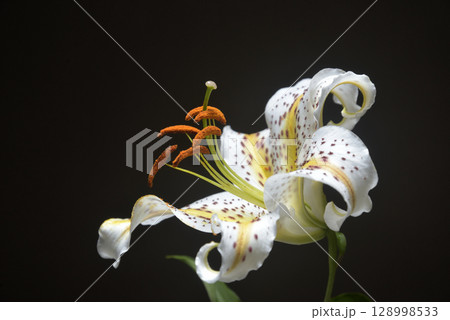 背景素材 百合の花 背景素材 百合の花 128998533