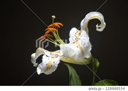 背景素材 百合の花 背景素材 百合の花 128998534