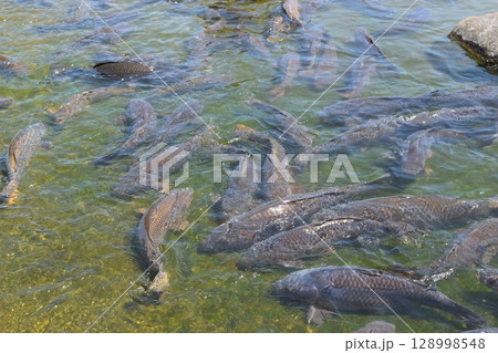 池で泳ぐ鯉 池で泳ぐ鯉 128998548
